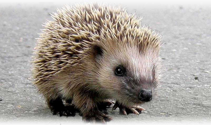 Hedgehog